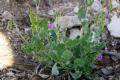 Erodium chium